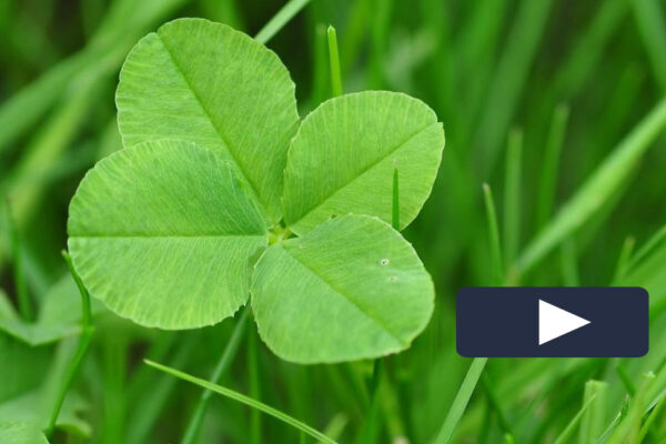 four leaf clover pic wplay