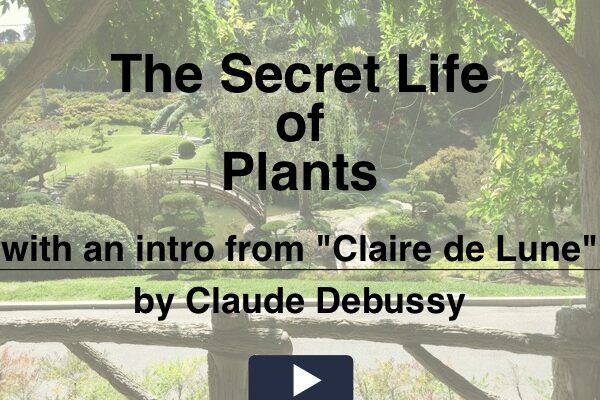 The Secret Life of Plants title